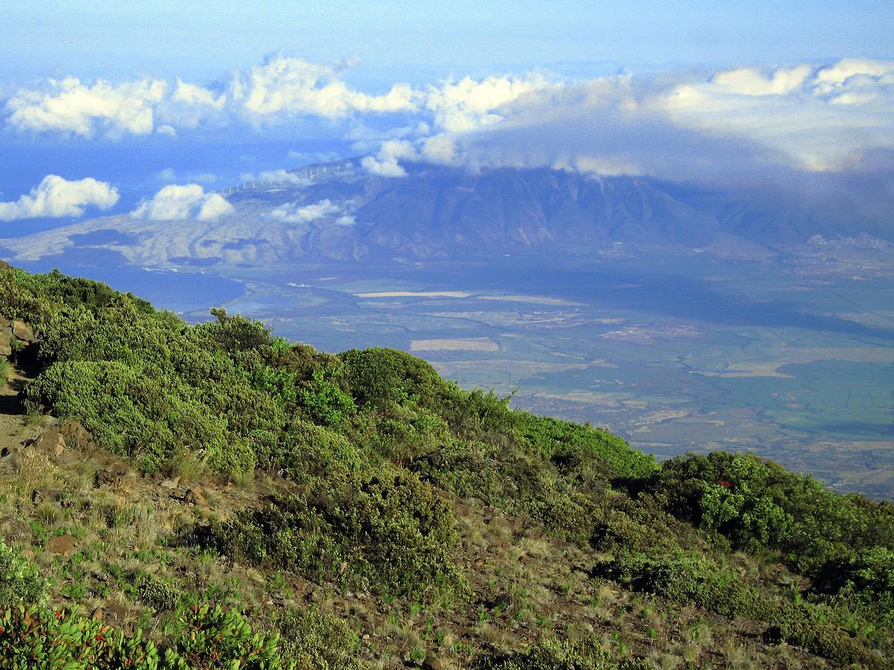 Hawai'i Tropical High Shrublands | One Earth